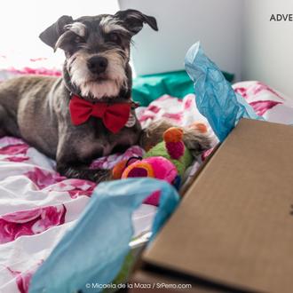 Momobox, o cómo hacer que tu perro sienta que celebra …