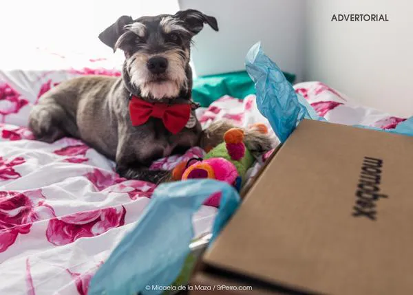 Momobox, o cómo hacer que tu perro sienta que celebra su cumple cada mes