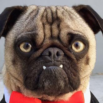 Ozzy, la Carlino más malvada de internet: la clave está …