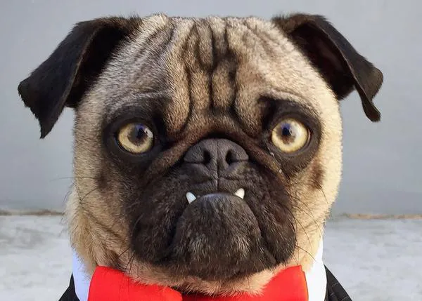 Ozzy, la Carlino más malvada de internet: la clave está en la mirada ¡y en la pajarita!