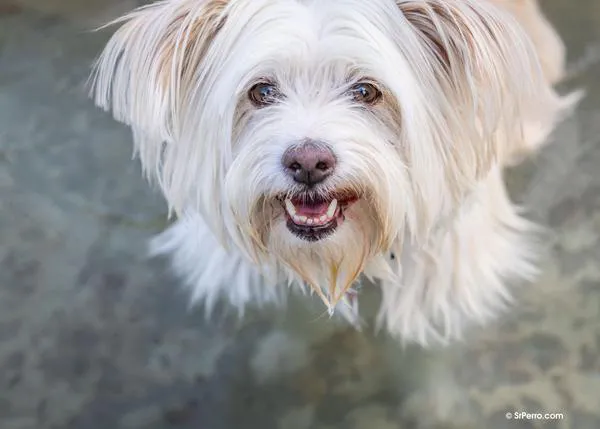 ¿Viajas con tu perro fuera de la UE? Habla con tu veterinario y revisa la letra pequeña para evitar problemas, especialmente al volver