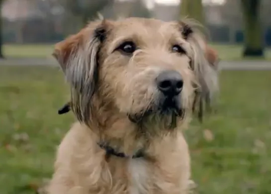 ¿Mal perro? Mas bien, mal dueño: Mojo, una historia con final feliz