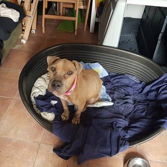 Ayuda para Dolly, una perra abandonada en malas condiciones que …