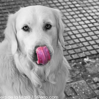 Encuentros perrunos en el Rastro: Pelé, un nuevo amigo de …