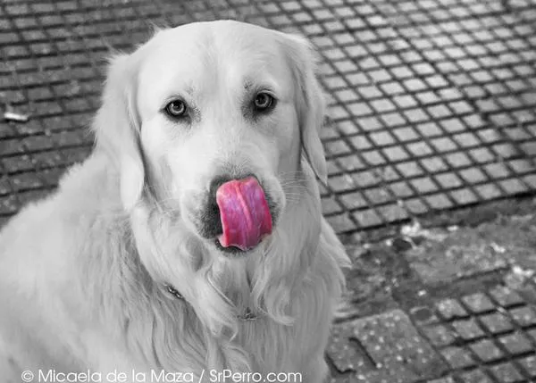 Encuentros perrunos en el Rastro: Pelé, un nuevo amigo de SrPerro