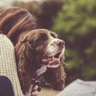 La relación entre una persona y su perro es similar …