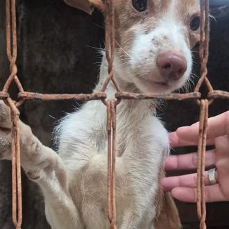 Maltrato continuado en Puertollano: La Huella de Wonder se hace …