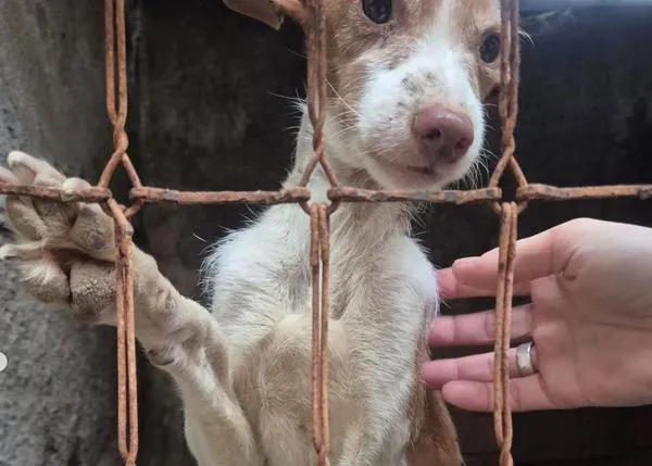 Maltrato continuado en Puertollano: La Huella de Wonder se hace cargo de once perros en estado deplorable