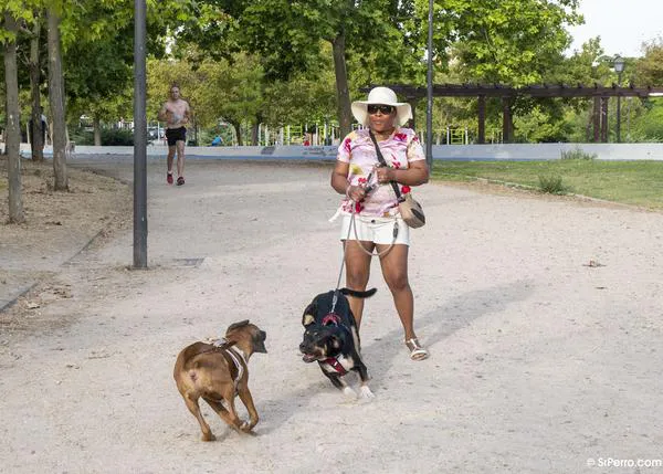 Los riesgos asociados a los paseos con perro: caídas y lesiones, potencialmente más graves en mujeres y mayores de 65 años