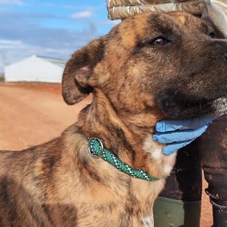 Devuelven a un perro menos de 24 horas después de …