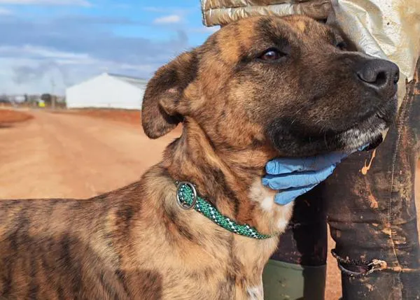 Devuelven a un perro menos de 24 horas después de su adopción porque... quería dormir en la habitación