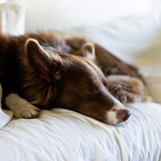 Lo que nadie te cuenta... sobre dormir con tu perro …