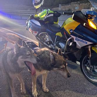 Los Mossos cortan una carretera para rescatar a dos perros …