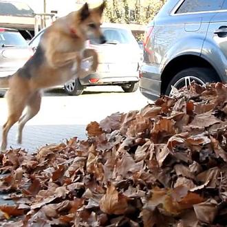 Un perro, una montaña de hojas... ¡feliz día de otoño!