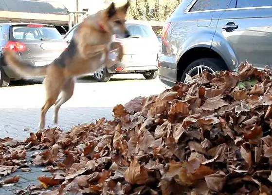 Un perro, una montaña de hojas... ¡feliz día de otoño!