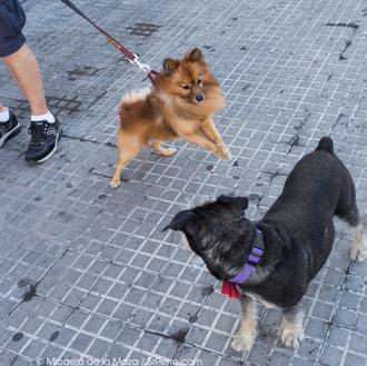 Reglas de etiqueta para SrsPerros urbanos: caminar sin tirar de …