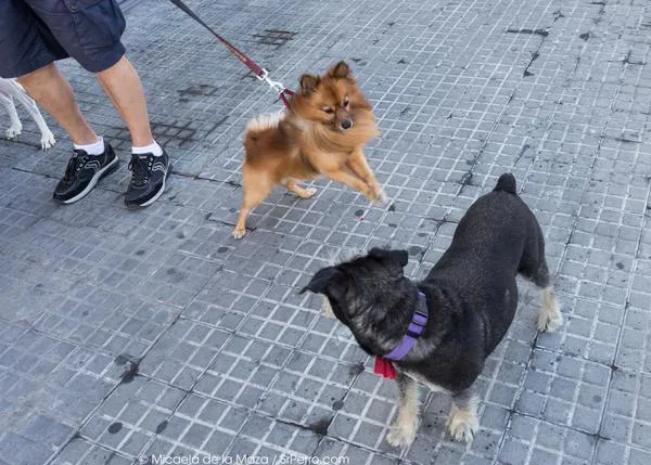 Reglas de etiqueta para SrsPerros urbanos: caminar sin tirar de la correa
