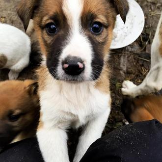 Los perros de Chernóbil: así viven los descendientes de los …