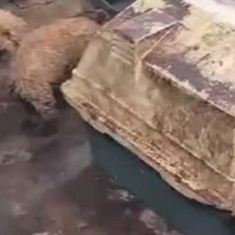 Son ya 347 los perros bajo custodia de entidades de …