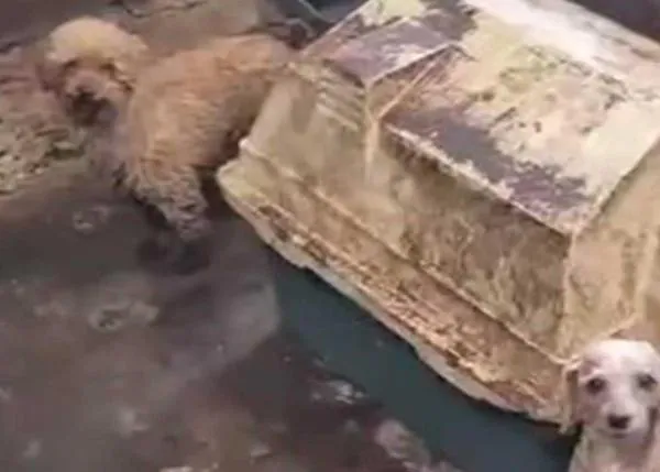 Son ya 347 los perros bajo custodia de entidades de protección animal tras el rescate en el criadero infernal en Gijón