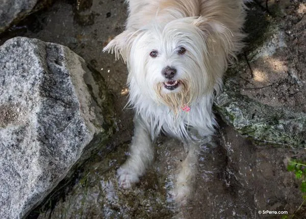 ¿Realmente entendemos los riesgos asociados al calor en los perros? Un estudio muestra que hay lagunas importantes