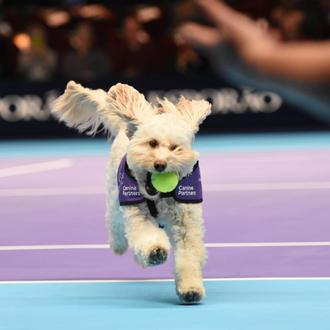 Los mejores amigos de las estrellas del tenis, los perros …