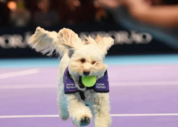 Los mejores amigos de las estrellas del tenis, los perros de asistencia reconvertidos en súper recogepelotas
