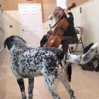 Acariciando a decenas de perros a través de la música …