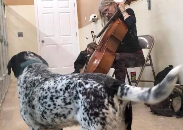 Acariciando a decenas de perros a través de la música: una violonchelista ofrece conciertos en protectoras 