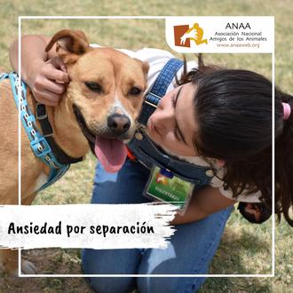 Estrategias para evitar que tu perro desarrolle ansiedad por separación …