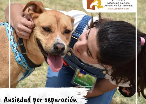 Estrategias para evitar que tu perro desarrolle ansiedad por separación tras el confinamiento