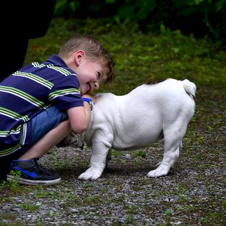 ¿Cuándo surge el especismo? Los niños consideran que los cerdos …