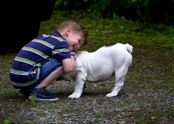 ¿Cuándo surge el especismo? Los niños consideran que los cerdos deben recibir el mismo trato que los perros