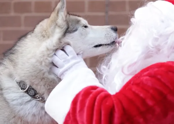 Los perros también esperan a Papá Noel, en casas y en protectoras
