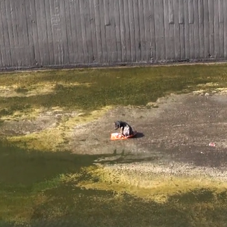 Un cachorro salvajemente maltratado vuelve a la vida, vuelve a …