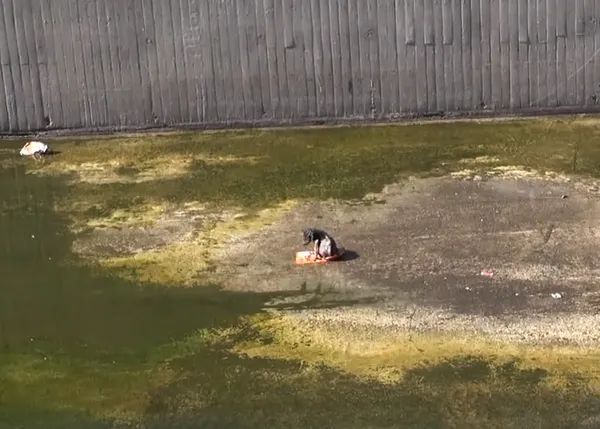 Un cachorro salvajemente maltratado vuelve a la vida, vuelve a corretear feliz