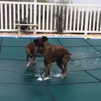 Felicidades perrunas de lo más refrescantes: dos Bóxers y una …