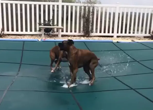Felicidades perrunas de lo más refrescantes: dos Bóxers y una piscina cubierta