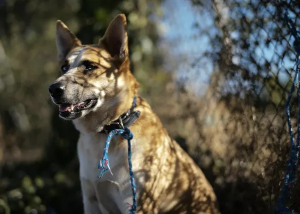 Lucy: un bello cortometraje sobre la soledad humana y el bálsamo de las amistades perras