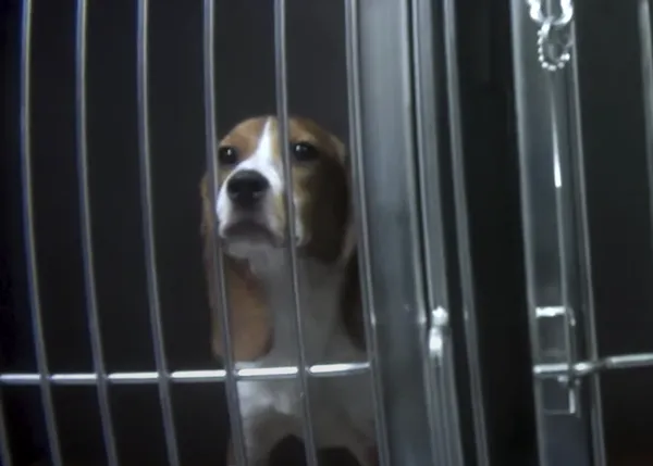 La nueva vida de 32 Beagles rescatados de un laboratorio
