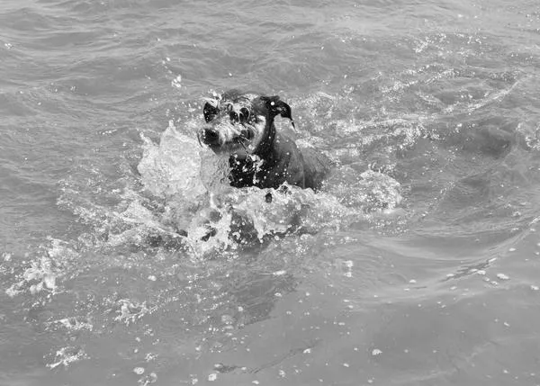 Agenda SrPerro verano: perros en la piscina, perros en la playa, perros y humanos felices