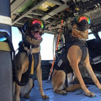 Top Gun caninos: los perros que trabajan con los Guardacostas …