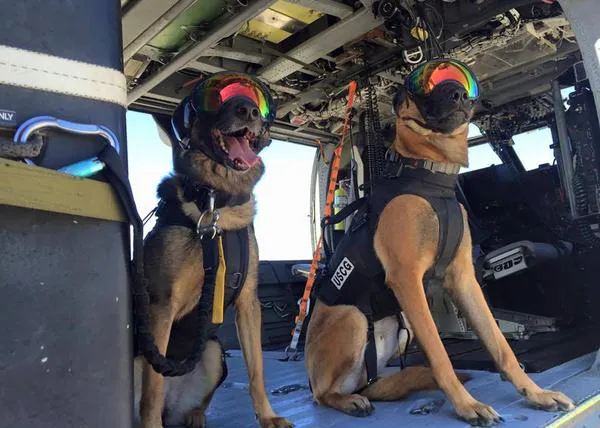 Top Gun caninos: los perros que trabajan con los Guardacostas en EEUU