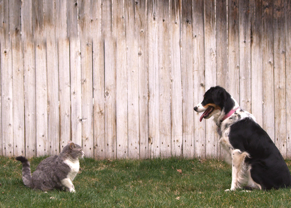 Perros vs gatos: una batalla que... ambos ganan en un anuncio de lo más simpático