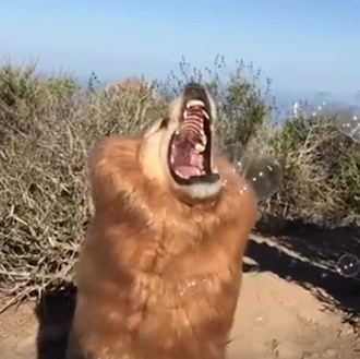 Fritz, el Golden más torpón del mundo, se mimetiza con …