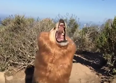 Fritz, el Golden más torpón del mundo, se mimetiza con un león y ¡por fin logra atrapar su presa!