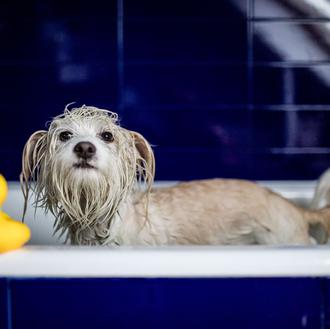 La higiene de los perros en casa: mucho más que …