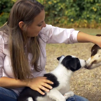 Cachorros... cuestiones a considerar antes y después de incorporar un …