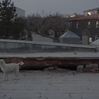 La vida de los perros de la calle en Kars …