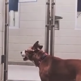 El mundo visto desde la perspectiva de un perro en …